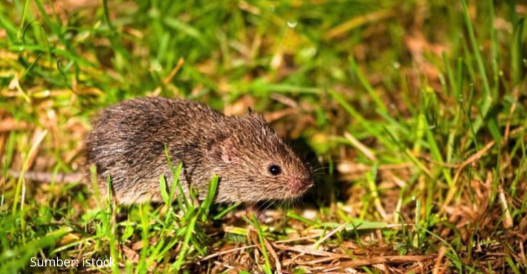 BAGAIMANA CARA AMAN MENGATASI HAMA TIKUS DI SAWAH