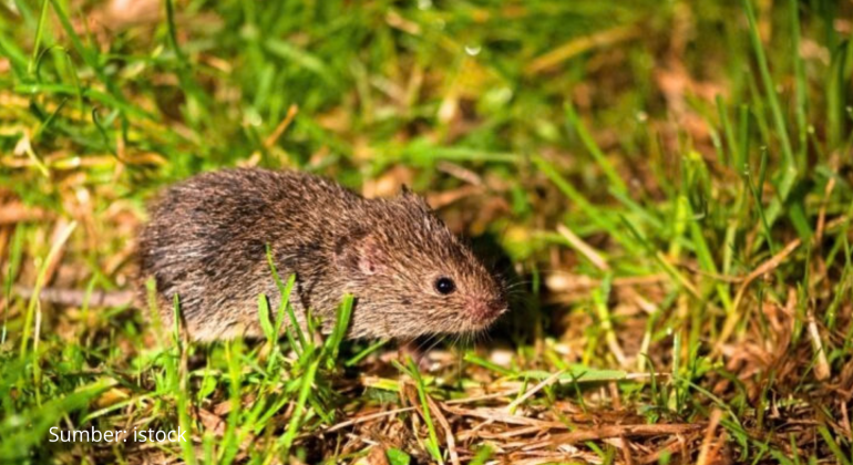 BAGAIMANA CARA AMAN MENGATASI HAMA TIKUS DI SAWAH