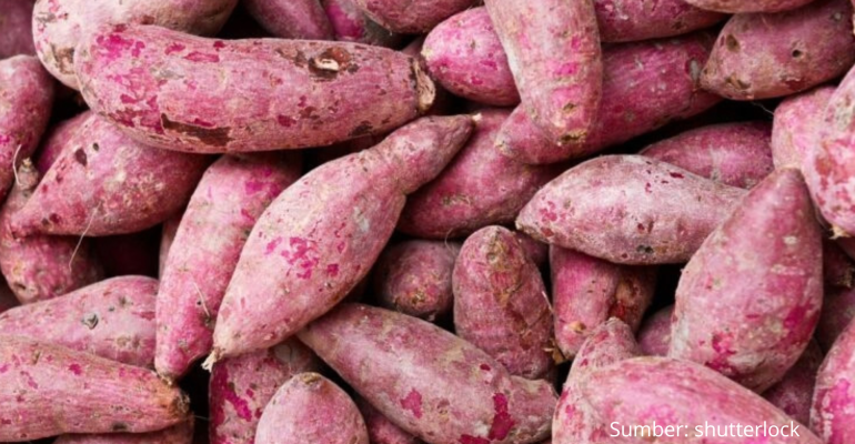 BAGAIMANA CARA EFEKTIF PEMBIBITAN UBI UNGU TANPA GREENHOUSE