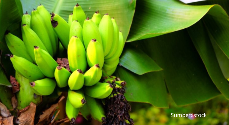 BAGAIMANA CARA MENCEGAH LAYU FUSARIUM PADA PISANG CAVENDISH