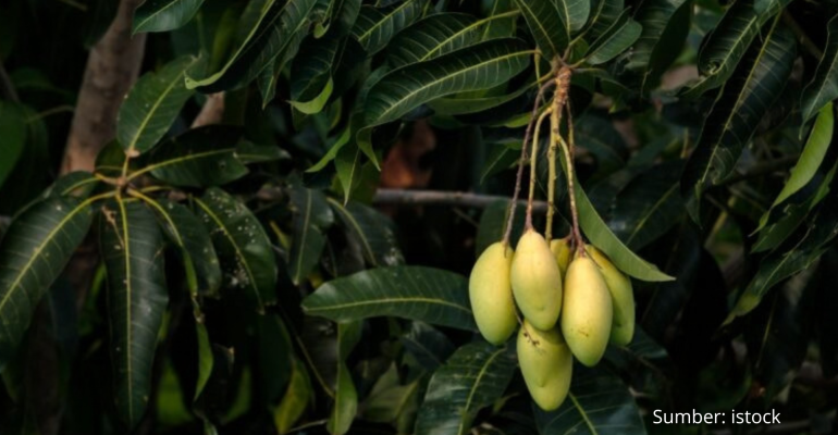 BAGAIMANA CARA MENGATASI KUTU HITAM PADA DAUN MANGGA
