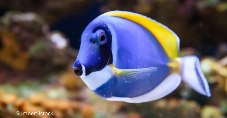 BLUE TANG IKAN KARANG FAVORIT UNTUK AKUARIUM LAUT