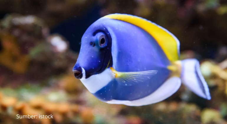BLUE TANG IKAN KARANG FAVORIT UNTUK AKUARIUM LAUT