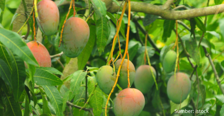CARA BUDIDAYA DAN PERBANYAKAN BUAH MANGGA