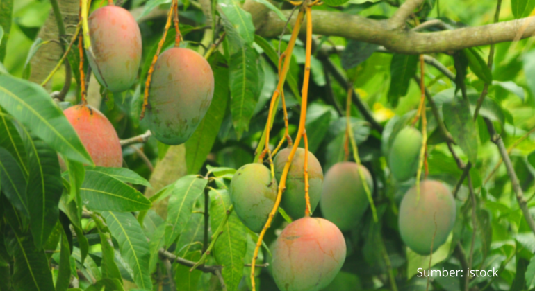CARA BUDIDAYA DAN PERBANYAKAN BUAH MANGGA