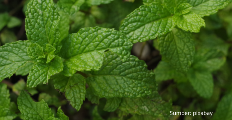 CARA MENANAM DAN MERAWAT DAUN MINT