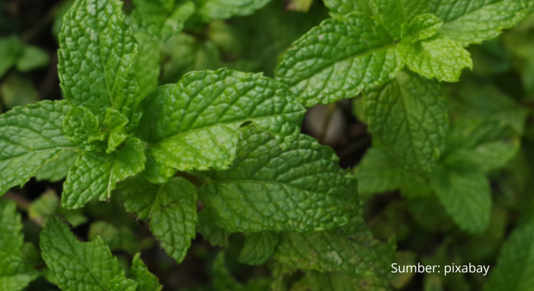 CARA MENANAM DAN MERAWAT DAUN MINT