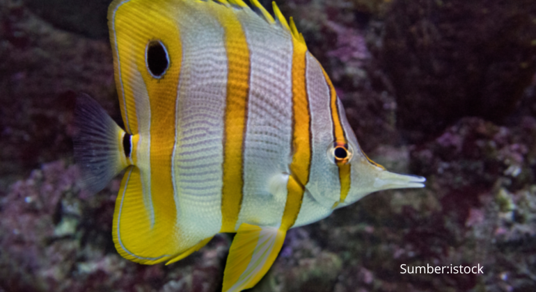 CARI TAHU TAHAP BREEDING IKAN KUPU-KUPU