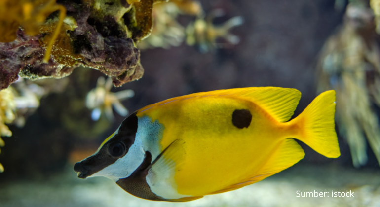 IKAN BARONANG JENIS DAN KEUNIKANNYA