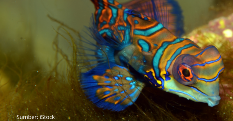 IKAN MANDARIN HABITAT DAN KEBIASAAN HIDUPNYA
