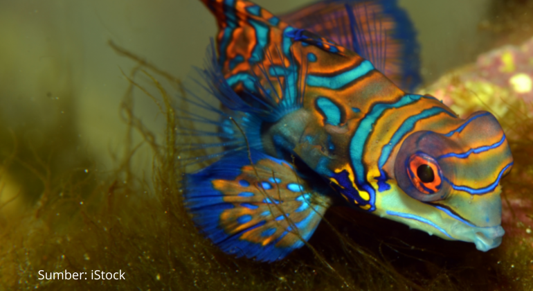 IKAN MANDARIN HABITAT DAN KEBIASAAN HIDUPNYA