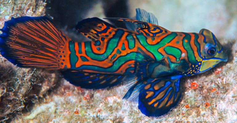 IKAN MANDARIN KEINDAHAN EKSOTIS IKAN HIAS BERNILAI TINGGI