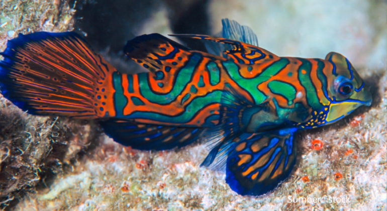 IKAN MANDARIN KEINDAHAN EKSOTIS IKAN HIAS BERNILAI TINGGI
