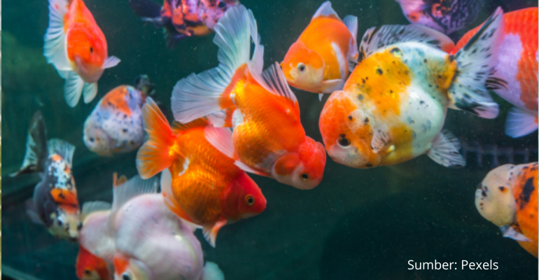 IKAN MAS KOKI CARA MERAWAT DAN MENANGANI HAMA