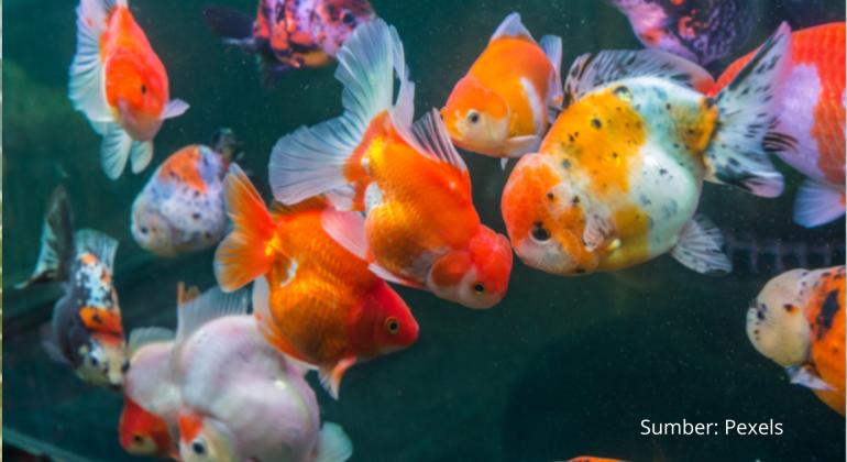 IKAN MAS KOKI CARA MERAWAT DAN MENANGANI HAMA