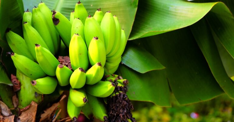 IPB DIGITANI - TANI DAN NELAYAN CENTER IPB UNIVERSITY - BAGAIMANA CARA MENCEGAH LAYU FUSARIUM PADA PISANG CAVENDISH