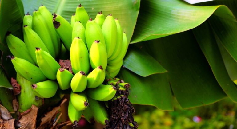 IPB DIGITANI - TANI DAN NELAYAN CENTER IPB UNIVERSITY - BAGAIMANA CARA MENCEGAH LAYU FUSARIUM PADA PISANG CAVENDISH