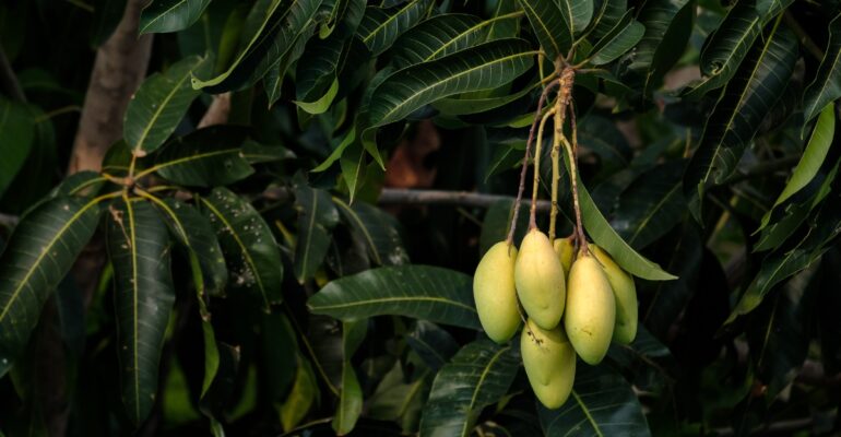 Pertanyaan: Daun mangga milik saya diserang oleh kutu hitam yang sangat kecil. Apa langkah yang bisa saya lakukan untuk mengatasinya? (Bambang S.) Jawaban: Halo, Sobat Tani. Terima kasih telah bertanya kepada Pakar IPB University. Cara mengatasi kutu hitam yang menyerang daun mangga adalah dengan memangkas daun dan cabang yang sudah terserang parah. Pemangkasan ini bertujuan untuk menghilangkan bagian tanaman yang sudah rusak dan mencegah penyebaran kutu ke bagian lain. Pastikan menggunakan alat yang bersih dan tajam saat memangkas agar tanaman tetap sehat. Setelah pemangkasan, semprotkan larutan yang terbuat dari 1 sendok teh sabun cuci piring yang dicampur dengan 1 liter air pada daun yang tersisa. Larutan ini berfungsi sebagai pestisida alami yang bisa membasmi kutu hitam tanpa merusak tanaman. Ulangi penyemprotan secara berkala hingga kutu hilang sepenuhnya. Selamat mencoba. Dijawab oleh Pakar IPB Digitani | Editor: Fathiyya Azzahra