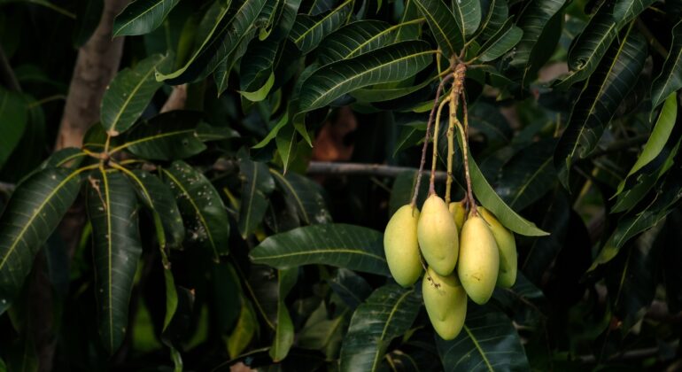 Pertanyaan: Daun mangga milik saya diserang oleh kutu hitam yang sangat kecil. Apa langkah yang bisa saya lakukan untuk mengatasinya? (Bambang S.) Jawaban: Halo, Sobat Tani. Terima kasih telah bertanya kepada Pakar IPB University. Cara mengatasi kutu hitam yang menyerang daun mangga adalah dengan memangkas daun dan cabang yang sudah terserang parah. Pemangkasan ini bertujuan untuk menghilangkan bagian tanaman yang sudah rusak dan mencegah penyebaran kutu ke bagian lain. Pastikan menggunakan alat yang bersih dan tajam saat memangkas agar tanaman tetap sehat. Setelah pemangkasan, semprotkan larutan yang terbuat dari 1 sendok teh sabun cuci piring yang dicampur dengan 1 liter air pada daun yang tersisa. Larutan ini berfungsi sebagai pestisida alami yang bisa membasmi kutu hitam tanpa merusak tanaman. Ulangi penyemprotan secara berkala hingga kutu hilang sepenuhnya. Selamat mencoba. Dijawab oleh Pakar IPB Digitani | Editor: Fathiyya Azzahra