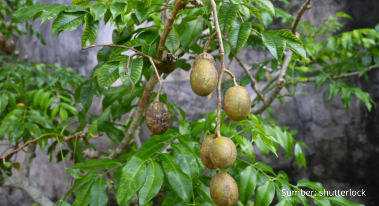 KANDUNGAN DAN MANFAAT BUAH KEDONDONG BISA JADI MENU DIET