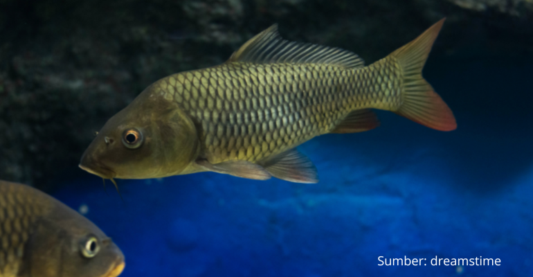 KANDUNGAN DAN MANFAAT IKAN MAS MENYEHATKAN JANTUNG HINGGA MENANGKAL RADIKAL BEBAS
