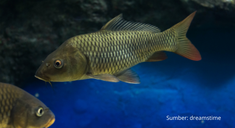 KANDUNGAN DAN MANFAAT IKAN MAS MENYEHATKAN JANTUNG HINGGA MENANGKAL RADIKAL BEBAS