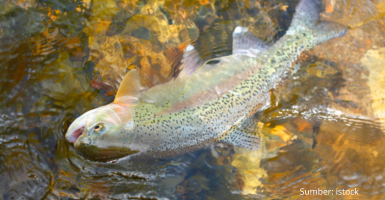 KAYA AKAN NUTRISI, INI MANFAAT IKAN TROUT PELANGI
