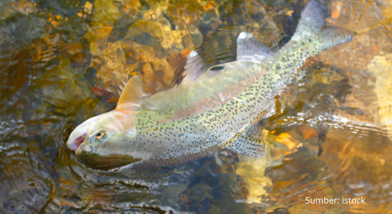 KAYA AKAN NUTRISI, INI MANFAAT IKAN TROUT PELANGI