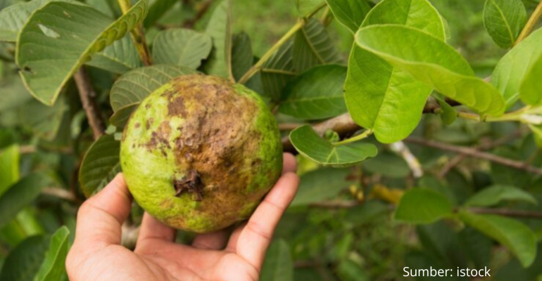 KENAPA BUAH PADA TANAMAN JAMBU MEMBUSUK