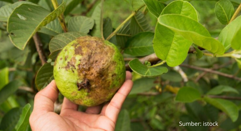 KENAPA BUAH PADA TANAMAN JAMBU MEMBUSUK