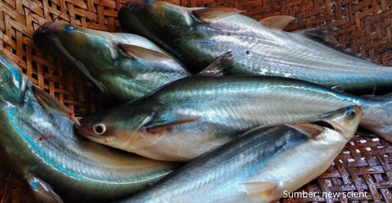 MANFAAT IKAN PATIN UNTUK IBU HAMIL DAN CARA MENGOLAHNYA