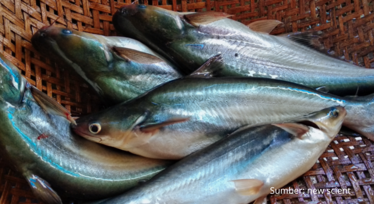 MANFAAT IKAN PATIN UNTUK IBU HAMIL DAN CARA MENGOLAHNYA