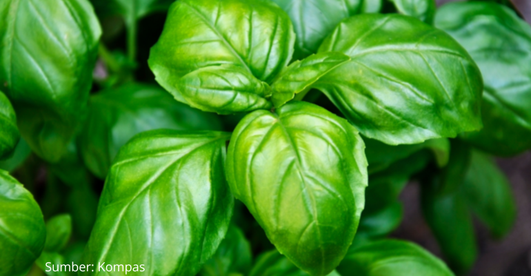 MENANAM KEMANGI, SI HERBAL MULTIFUNGSI
