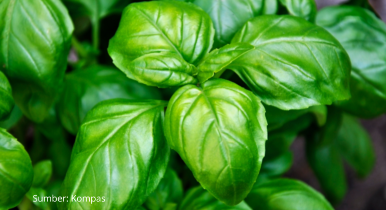 MENANAM KEMANGI, SI HERBAL MULTIFUNGSI