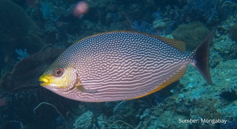NUTRISI DAN MANFAAT IKAN BARONANG JAGA KESEHATAN JANIN HINGGA MATA
