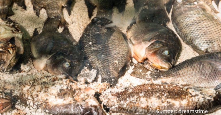 PEMBUATAN IKAN ASIN MUJAIR SOLUSI MUSIM KEMARAU