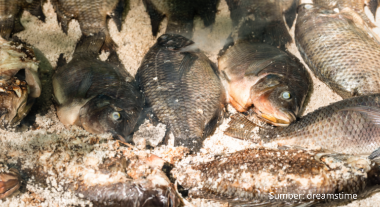 PEMBUATAN IKAN ASIN MUJAIR SOLUSI MUSIM KEMARAU