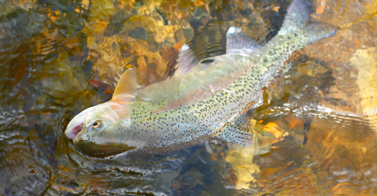 IPB DIGITANI - TANI DAN NELAYAN CENTER IPB UNIVERSITY - KAYA AKAN NUTRISI, INI MANFAAT IKAN TROUT PELANGI