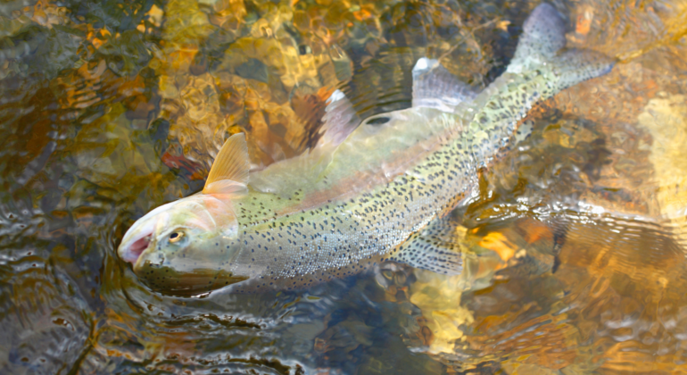 IPB DIGITANI - TANI DAN NELAYAN CENTER IPB UNIVERSITY - KAYA AKAN NUTRISI, INI MANFAAT IKAN TROUT PELANGI