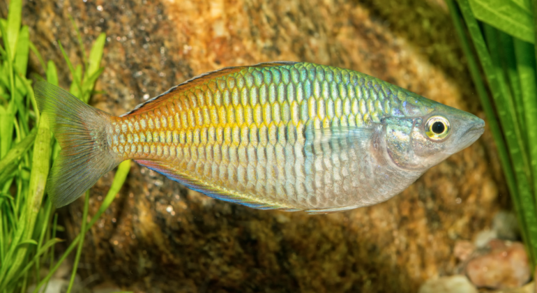 IPB DIGITANI - TANI DAN NELAYAN CENTER IPB UNIVERSITY - UPAYA PELESTARIAN IKAN RAINBOW BOESEMANI DENGAN BUDIDAYA