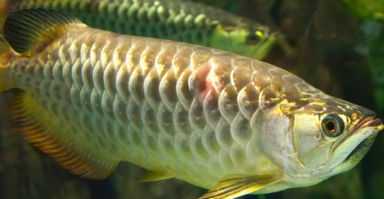 IPB DIGITANI - TANI DAN NELAYAN CENTER IPB UNIVERSITY - ARWANA: SPESIES IKAN HIAS PURBA BERNILAI TINGGI