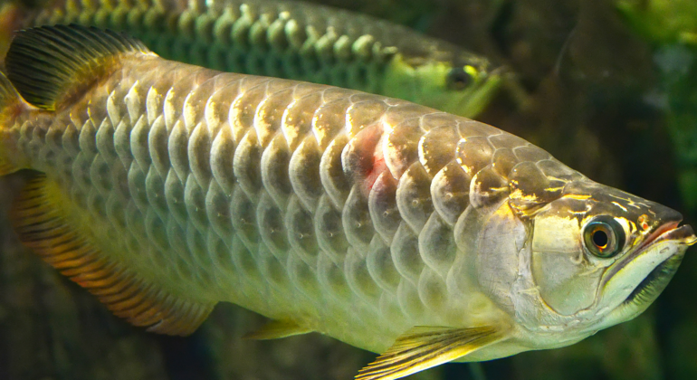 IPB DIGITANI - TANI DAN NELAYAN CENTER IPB UNIVERSITY - ARWANA: SPESIES IKAN HIAS PURBA BERNILAI TINGGI