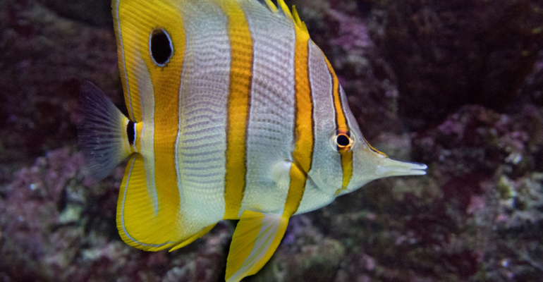 IPB DIGITANI - TANI DAN NELAYAN CENTER IPB UNIVERSITY - CARI TAHU TAHAP BREEDING IKAN KUPU-KUPU