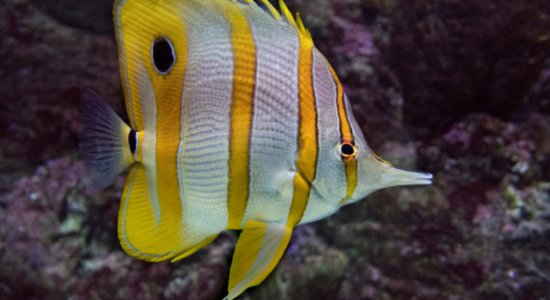 IPB DIGITANI - TANI DAN NELAYAN CENTER IPB UNIVERSITY - CARI TAHU TAHAP BREEDING IKAN KUPU-KUPU