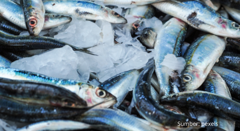 SUSU IKAN INOVASI PANGAN TINGGI PROTEIN YANG RAMAH LINGKUNGAN 