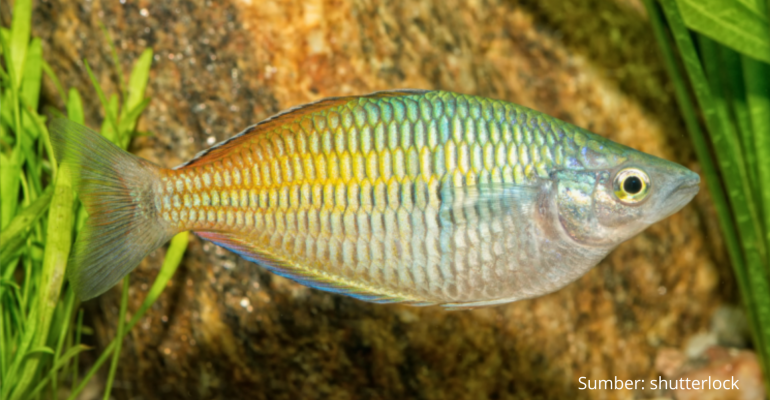 UPAYA PELESTARIAN IKAN RAINBOW BOESEMANI DENGAN BUDIDAYA