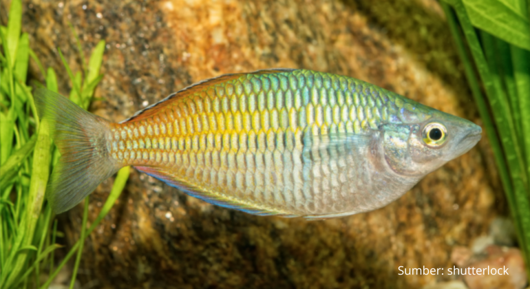 UPAYA PELESTARIAN IKAN RAINBOW BOESEMANI DENGAN BUDIDAYA
