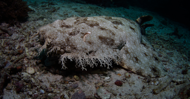 IPB DIGITANI - TANI DAN NELAYAN CENTER IPB UNIVERSITY - KEINDAHAN DAN MISTERI HIU WOBBEGONG YANG HIDUP DI PERAIRAN INDONESIA