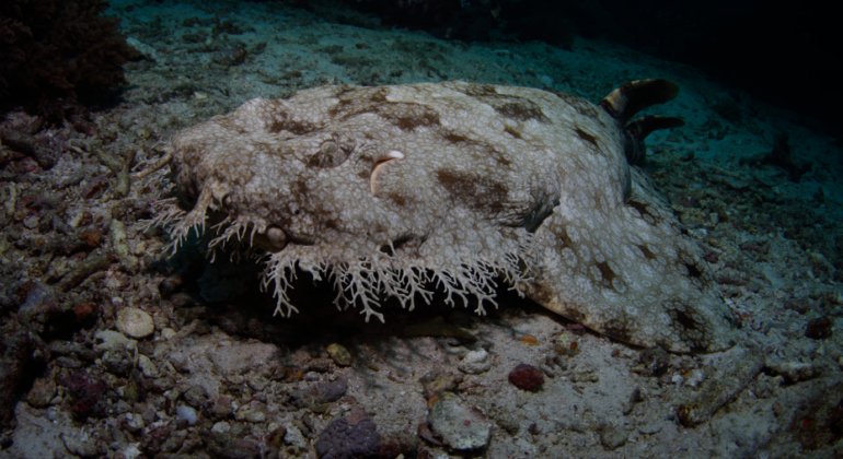 IPB DIGITANI - TANI DAN NELAYAN CENTER IPB UNIVERSITY - KEINDAHAN DAN MISTERI HIU WOBBEGONG YANG HIDUP DI PERAIRAN INDONESIA