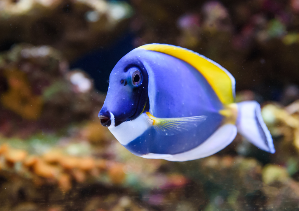 IPB DIGITANI - TANI DAN NELAYAN CENTER IPB UNIVERSITY - BLUE TANG: IKAN KARANG FAVORIT UNTUK AKUARIUM LAUT